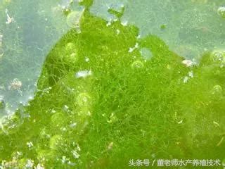 青苔養殖|池塘里青苔的預防及處理建議